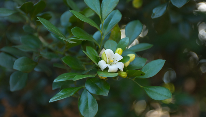 疫情最新通报英山：最新动态与防疫措施